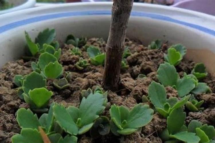 落地生根施什么肥