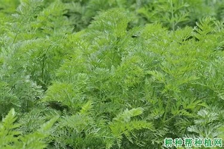 种萝卜用什么肥料好