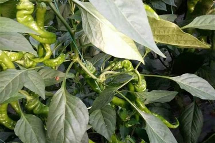 补锌各种年龄段食谱