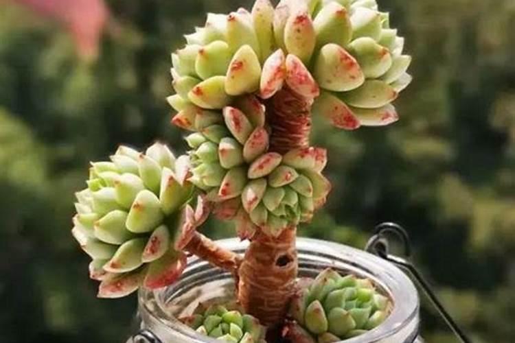 多肉上色肥料怎么用