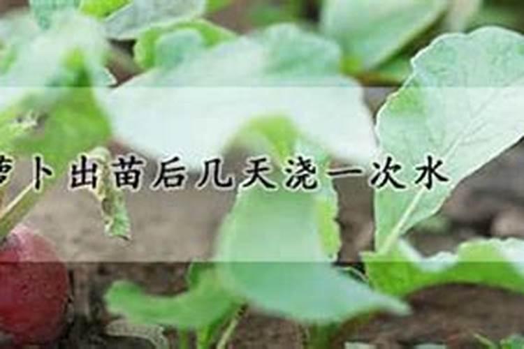 有些萝卜为什么会是空心？