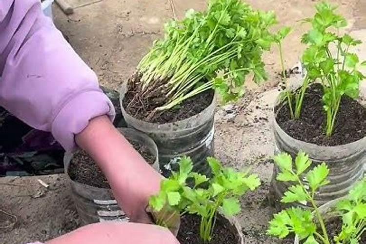 芹菜间苗后冲什么肥料