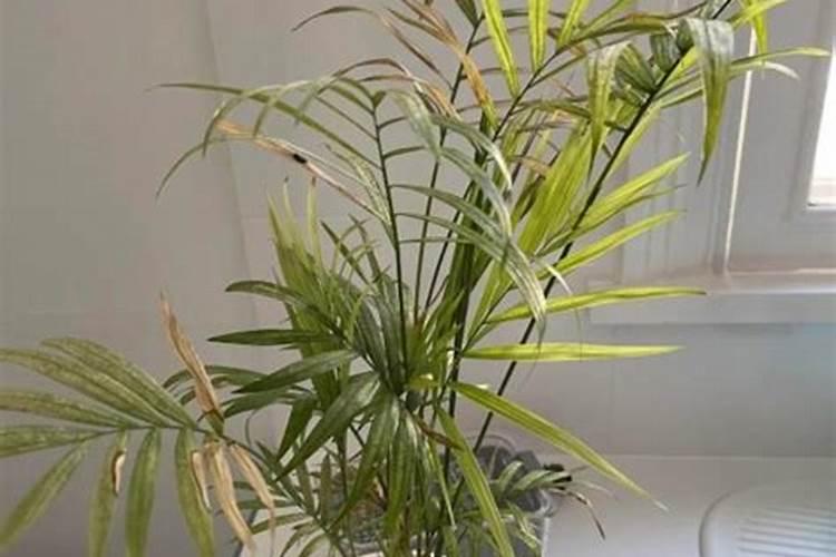 袖珍椰子秋天怎么养,修枝整形追施氮肥