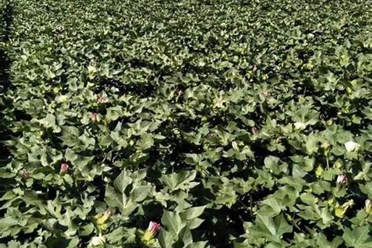 盛花期棉花如何施肥