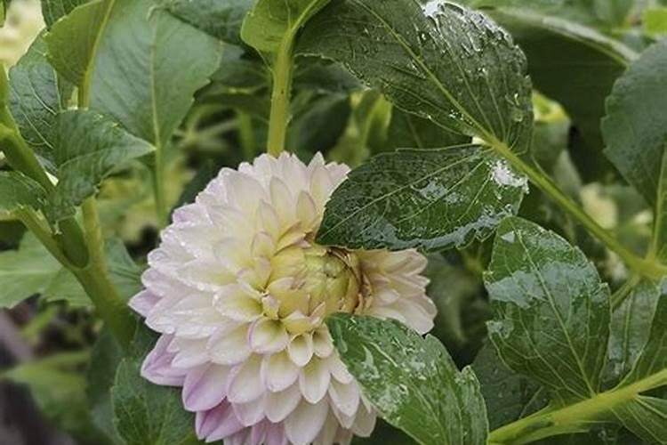 大丽花为什么不开花