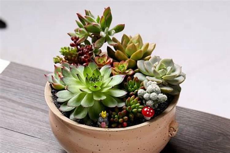 多肉怎么施肥才能更旺盛(如何给多肉施肥料又肥又胖)