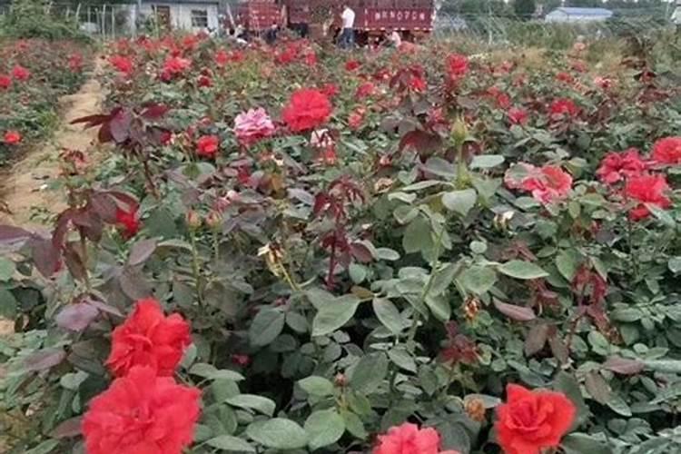 月季扦插多久可以施肥