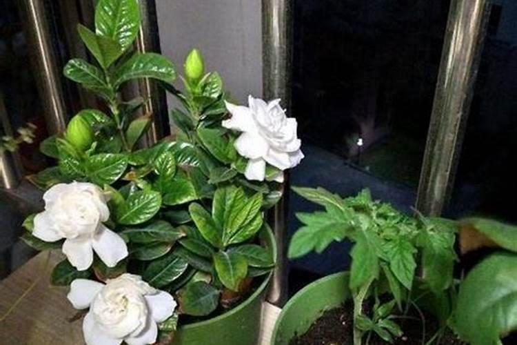 栀子花用什么肥料