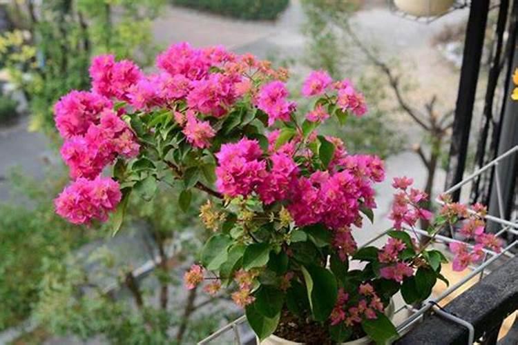 复合肥可以浇三角梅吗