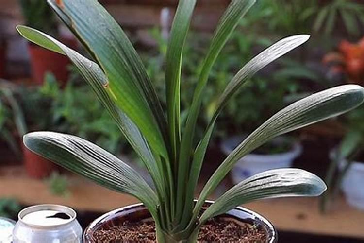 君子兰换土后多久施肥 君子兰换土后多长时间施肥