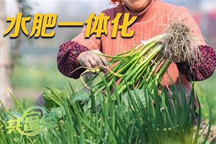 香葱用什么肥料长得快,养香葱的技巧和方法