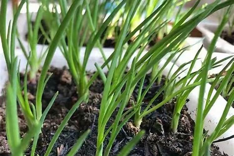 香葱种植技术和管理方法