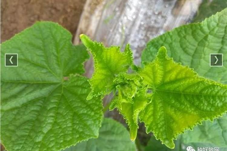 黄瓜膨大剂什么时候可以打？黄瓜打什么叶面肥长的快？