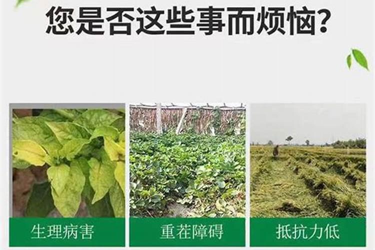 平阴玫瑰的施肥方法