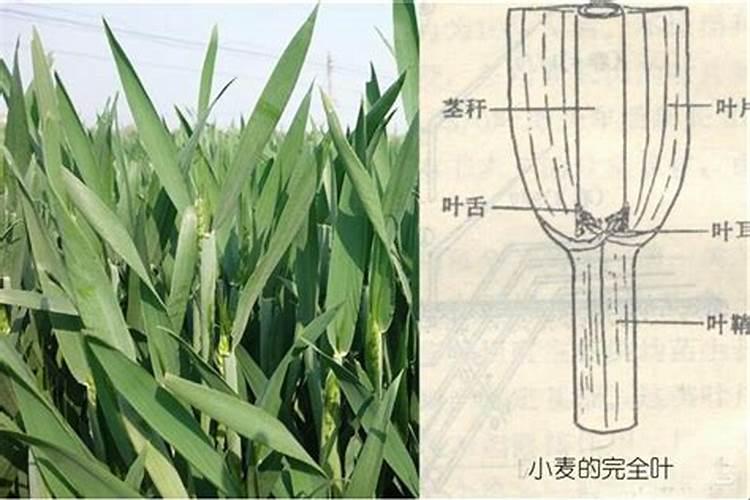 燕麦的燕麦的种植
