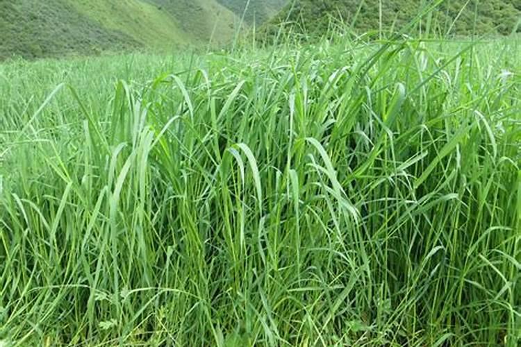 哪些植物有钾肥