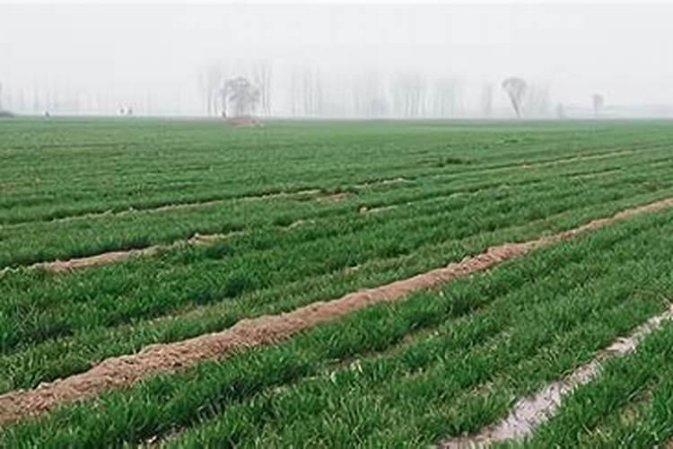 复合肥和尿素,硝酸铵能混用吗？