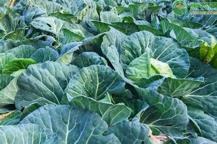 甘蓝菜的施肥方法 如何正确给甘蓝菜施肥