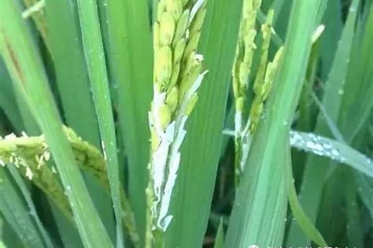 硅肥对水稻的主要作用