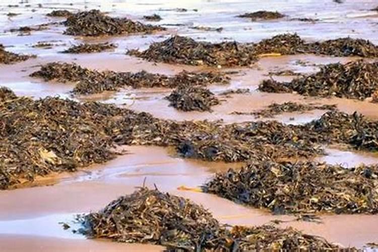 嘉宝树怎么种植