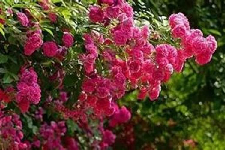 蔷薇花施肥方法