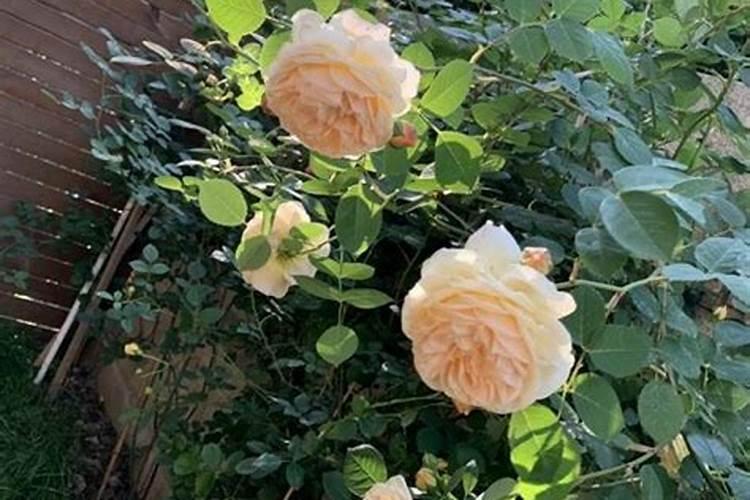 蔷薇种多久才可以施肥 蔷薇何时施肥最佳？