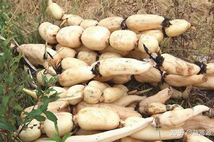 莲藕施肥应该怎么进行？