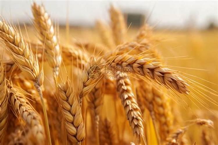 麦子种植需要追肥吗？为何这么说？