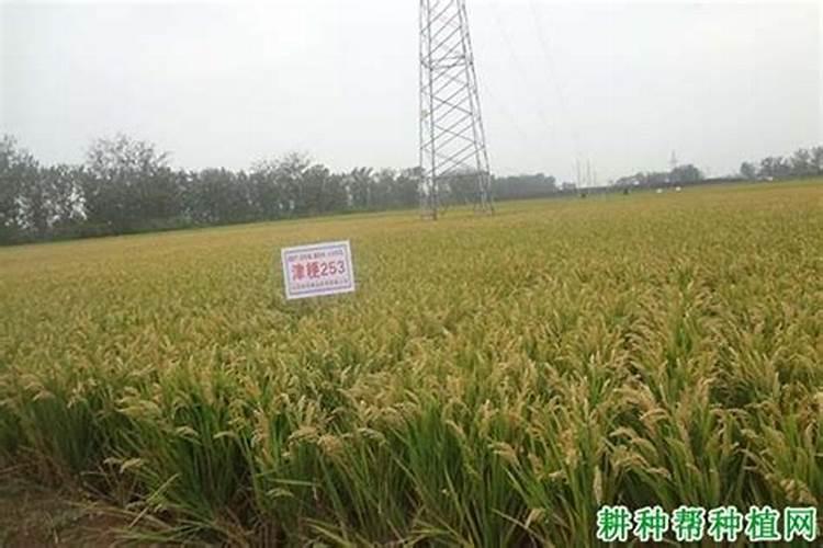 水稻精确施肥技术各种肥料用量