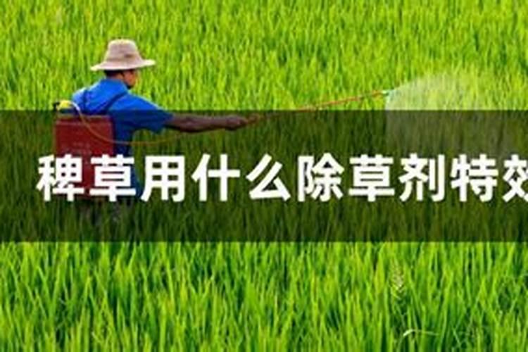 直播水稻施肥时间与施肥技术