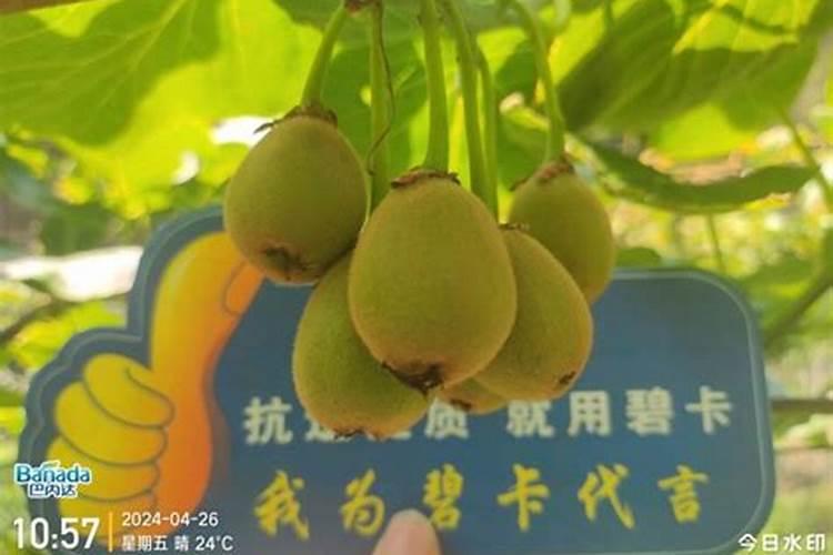 猕猴桃二次膨大肥施什么肥料