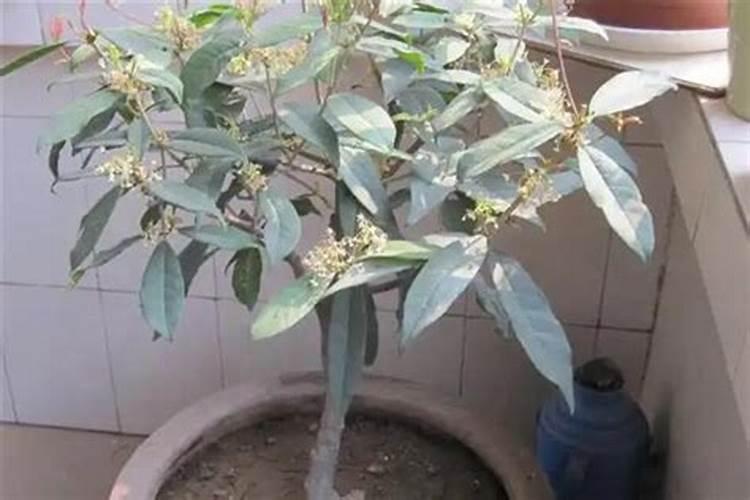 四季桂花叶尖老是发焦