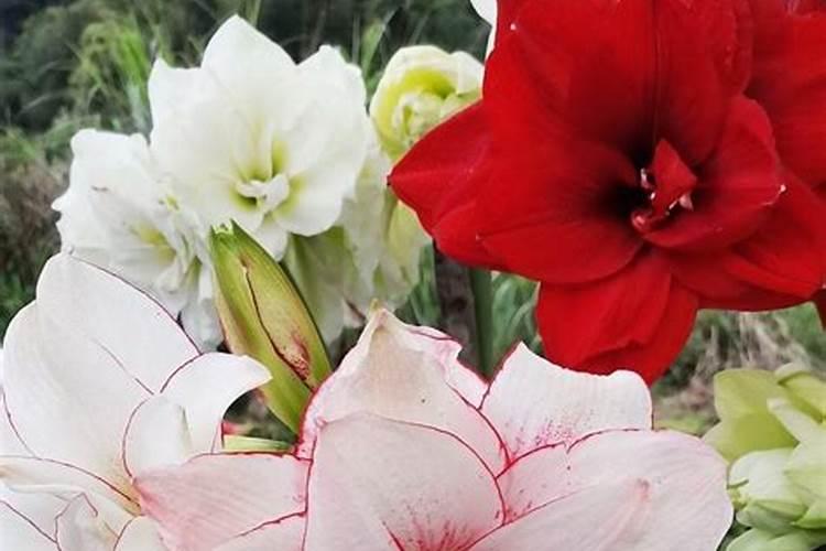 朱顶红花后施什么肥