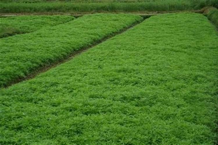 冬天绿萝怎样安全过冬