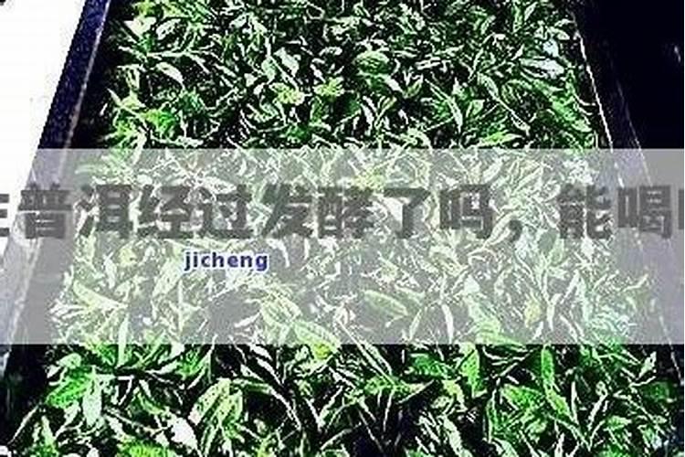 喝过的茶叶怎么发酵成肥料