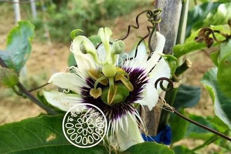 百香果出现百皮果要用哪类药进行防治？