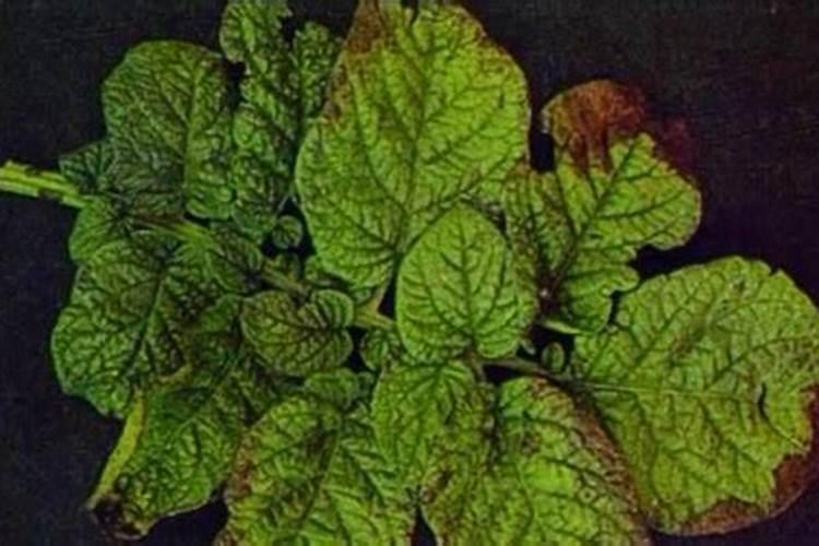 虎皮兰施什么肥最好