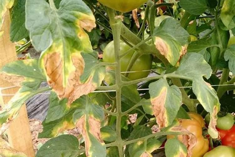番茄叶子为什么发黄,番茄叶子发黄怎么办