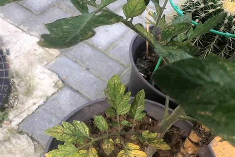 盆栽西红柿叶子发黄枯萎怎么办？