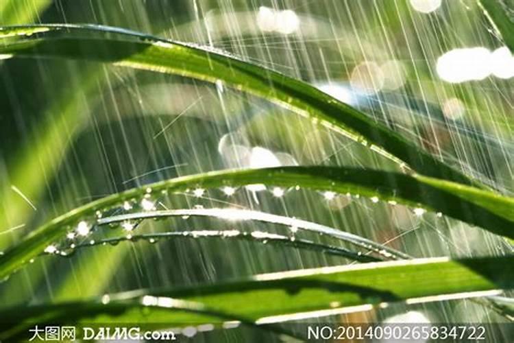 叶面肥遇雨会失效吗