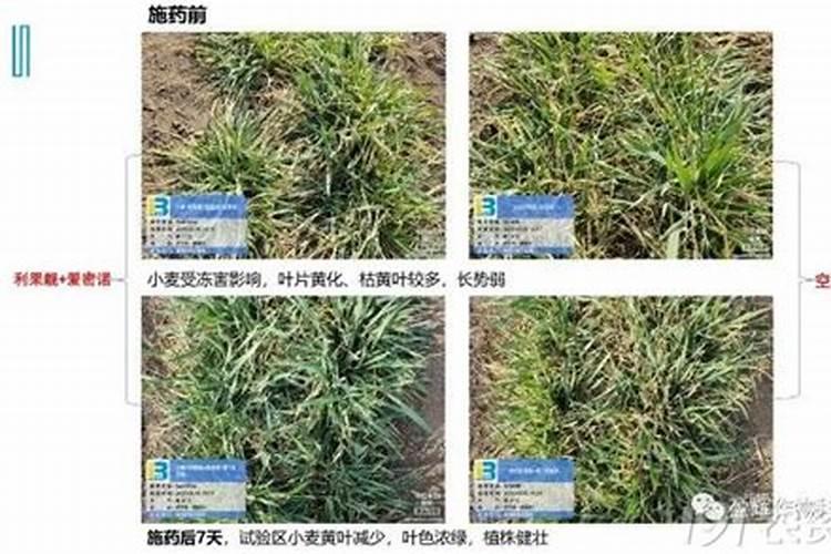 雨季如何给露天的花草施肥？