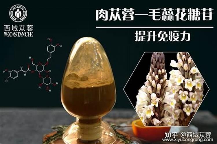 肉苁蓉是什么植物