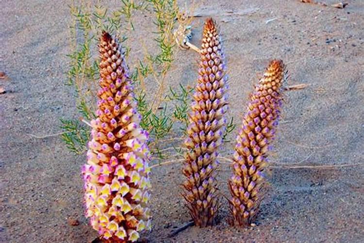 肉苁蓉是什么植物