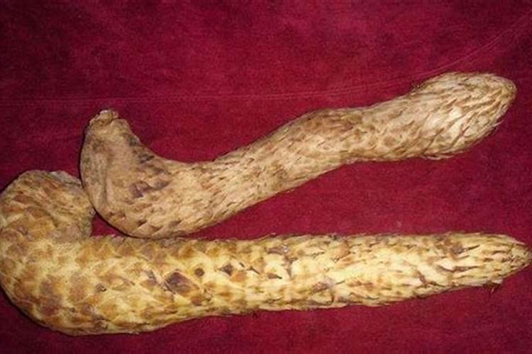 肉苁蓉是什么植物