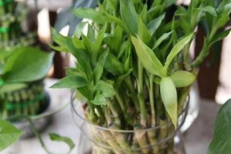 富贵竹应该施什么肥