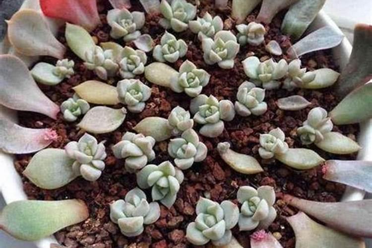 多肉叶插苗长的很慢,能不能施肥,施什么肥比较好,大神推荐个