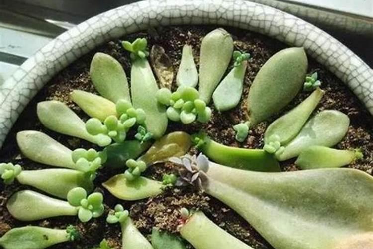 养花教程,多肉小苗叶插的方法,多肉叶插用什么土最好