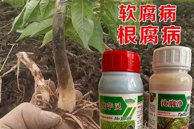 南方的种子能在北方种植吗？