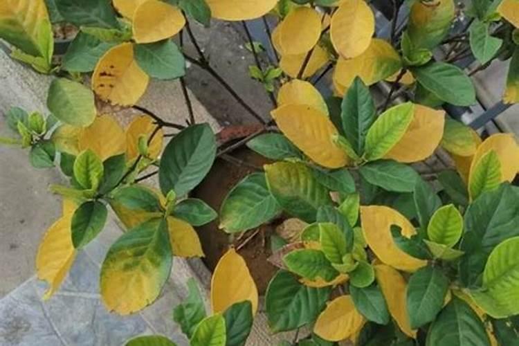 栀子花叶子发黄落叶子是缺什么肥料呢？有知道的朋友请帮忙,谢谢!百度知...