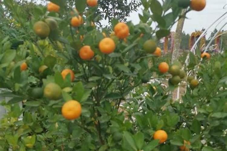 柑橘用什么水溶肥产量高？柑橘膨果用什么叶面肥效果好？